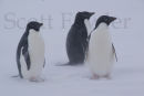 Adelie Penguins
